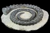 Devonian Ammonite (Anetoceras) - Morocco #110670-1